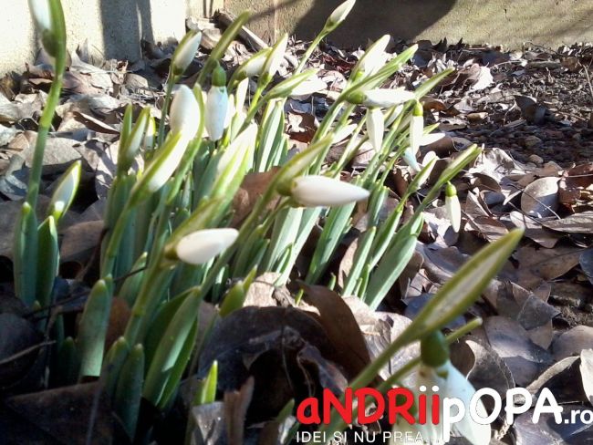 ... de 8 Martie, de la mine pentru voi... 1 2012 01 21 12.50.091 e1459517729489 8caa470b